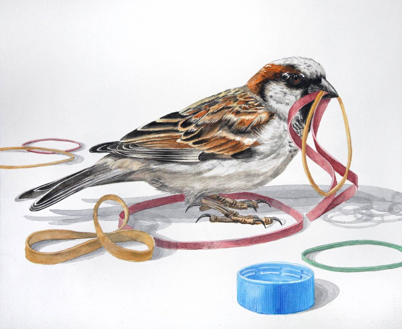 Thomas Broadbent Animal Art - House Sparrow, framed