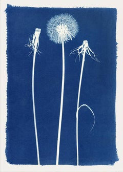 Henrietta Molinaro - Dandelion, Cyanotype Dandelion, Cyanotype