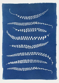 Ferns, Cyanotype