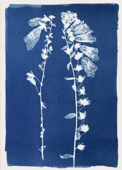 Foxgloves, Cyanotype