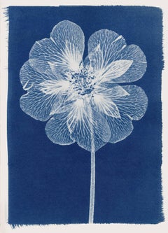 Open Flower, Cyanotype