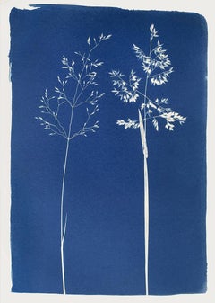Two Grasses, Cyanotype