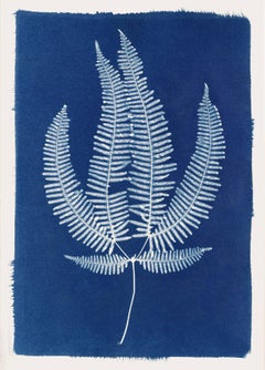 Sir Lankan Fern 1, Cyanotype