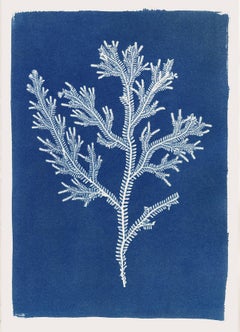 Sri Lankan Fern 2, Cyanotype
