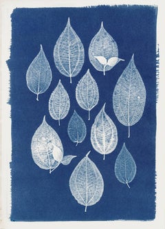 Group of Leaves, Cyanotype