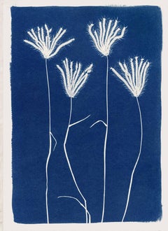 4 Grasses, Cyanotype