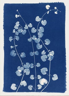 Wild Coriander, Cyanotype