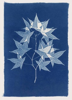 Acer Leaves, Cyanotype