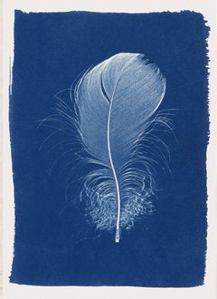 henrietta molinaro Feather Cyanotype