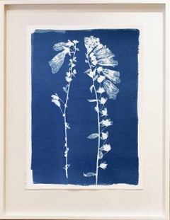Foxgloves, Cyanotype