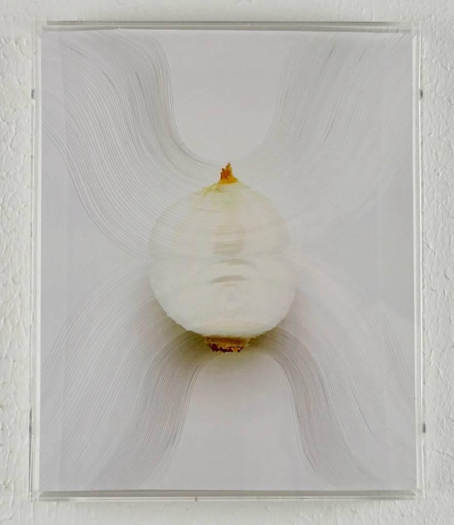 Nerhol Still-Life Sculpture - "Slicing the Onion No. 003" Series 3 of 7: 3-D engraved wall sculpture 