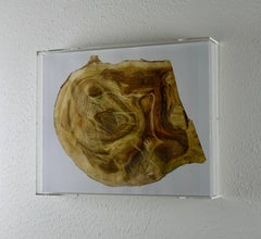 "Roadside tree_007": 3-D wall sculpture engraved in layers of photography