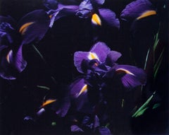 Les Iris Bleues