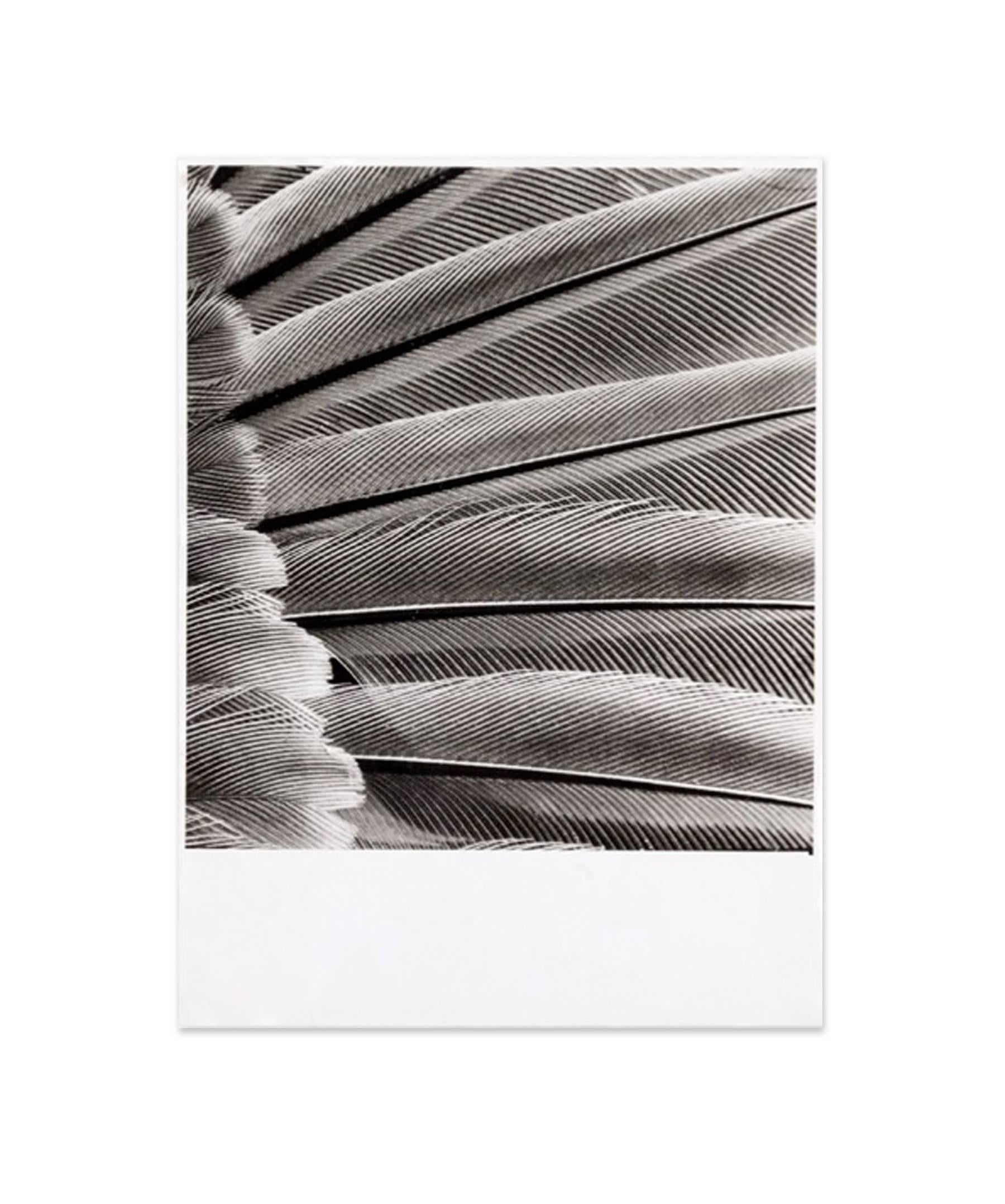 Hannes Kilian Abstract Photograph - Feathers