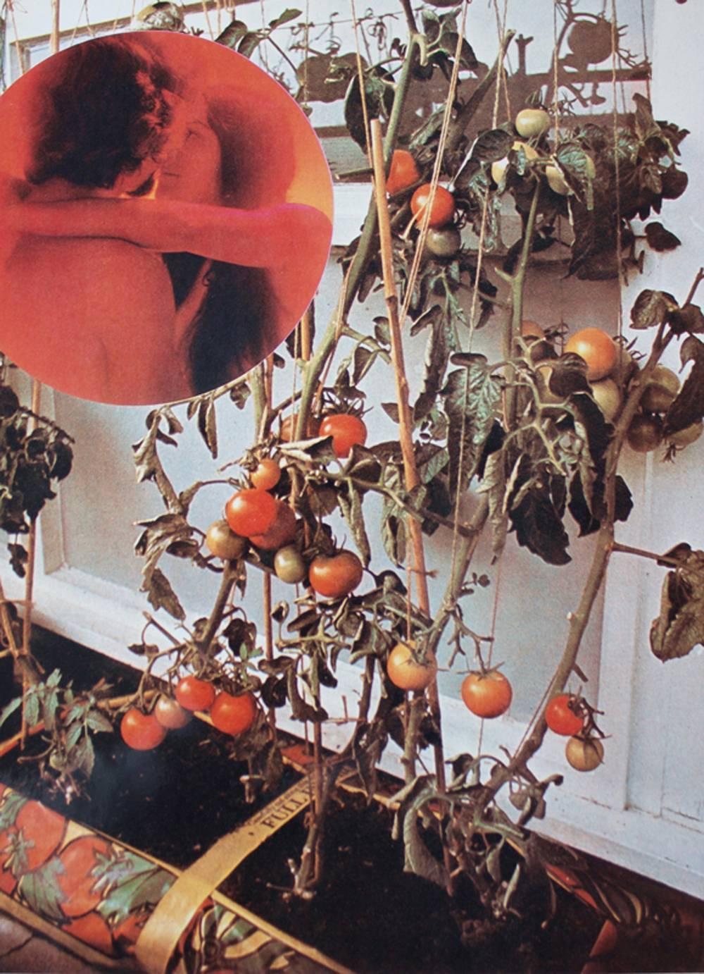 Wade Guyton Color Photograph - The Tomato Lovers