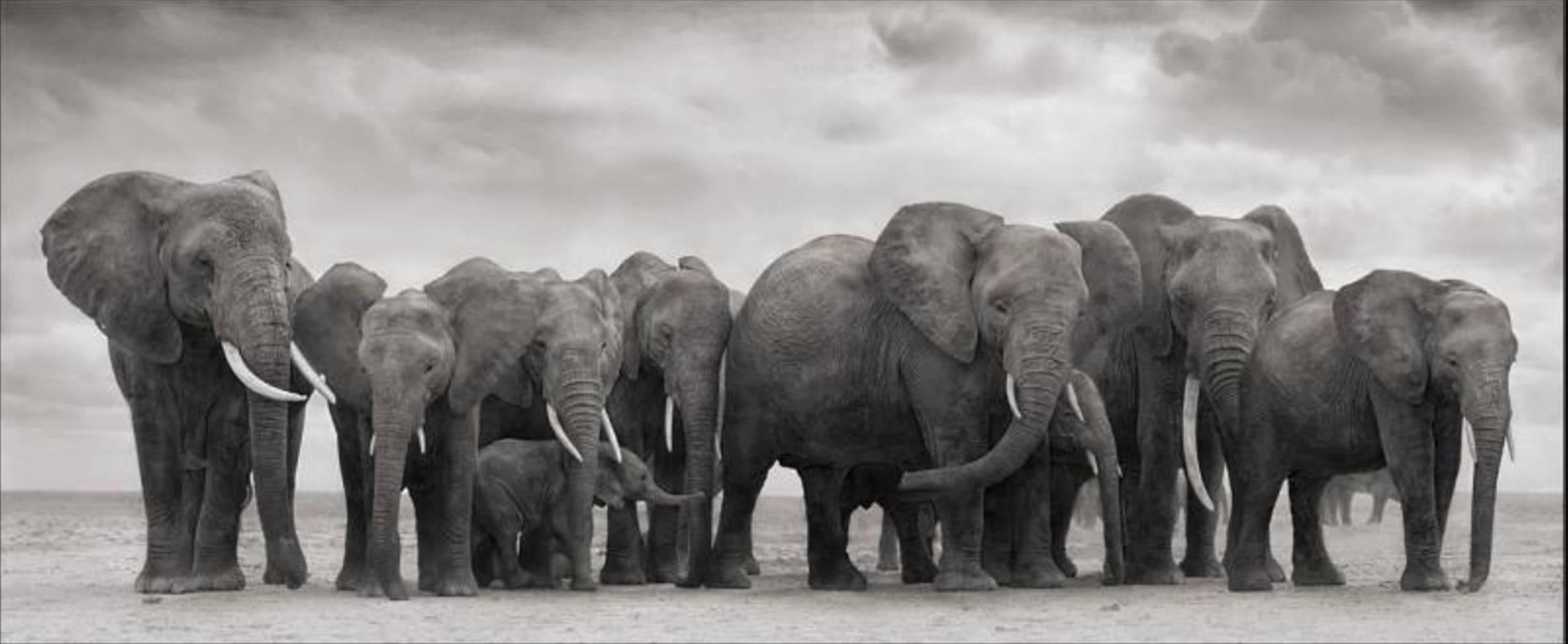 Nick Brandt Black and White Photograph - Elephant Group on bare earth, Amboseli, 2008