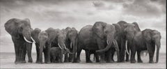 Elephant Group on bare earth, Amboseli, 2008