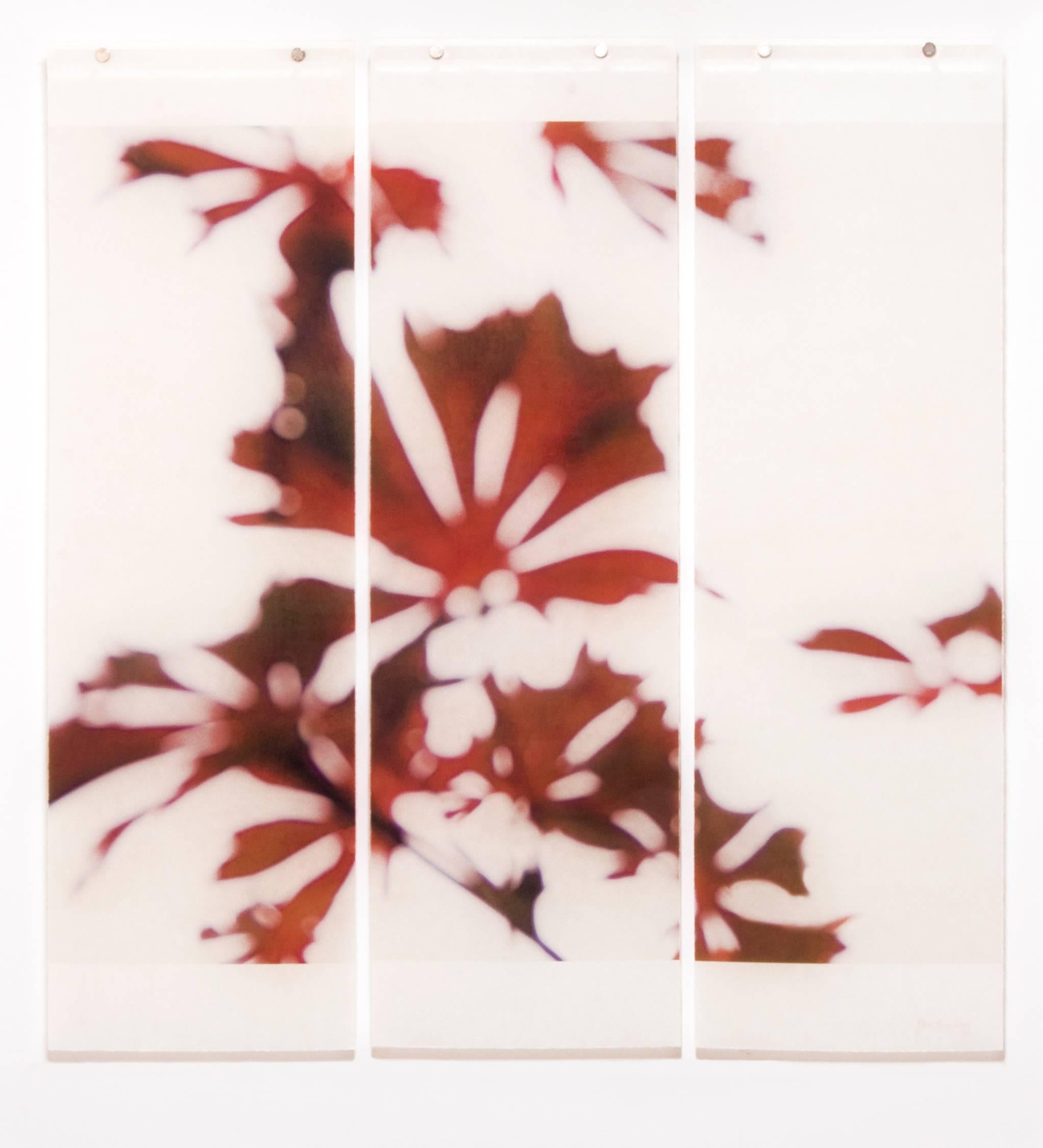 Jeri Eisenberg
Momji No.1, 2014
archival pigment ink on Japanese paper infused with encaustic medium
36 x 34 in.
(triptych)
1/12


This archival pigment printed on kozo paper features abstracted red  autumnal leaves and trees branches on a white