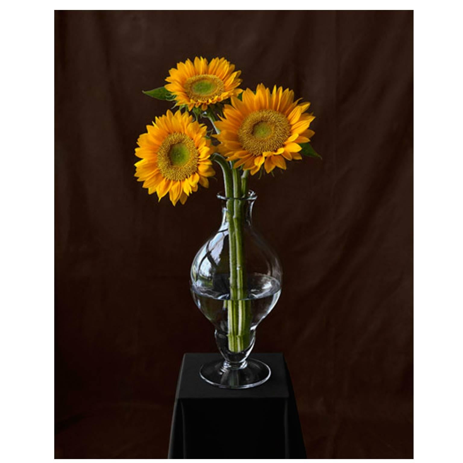 Tom Baril Still-Life Photograph - Three Sunflowers 865