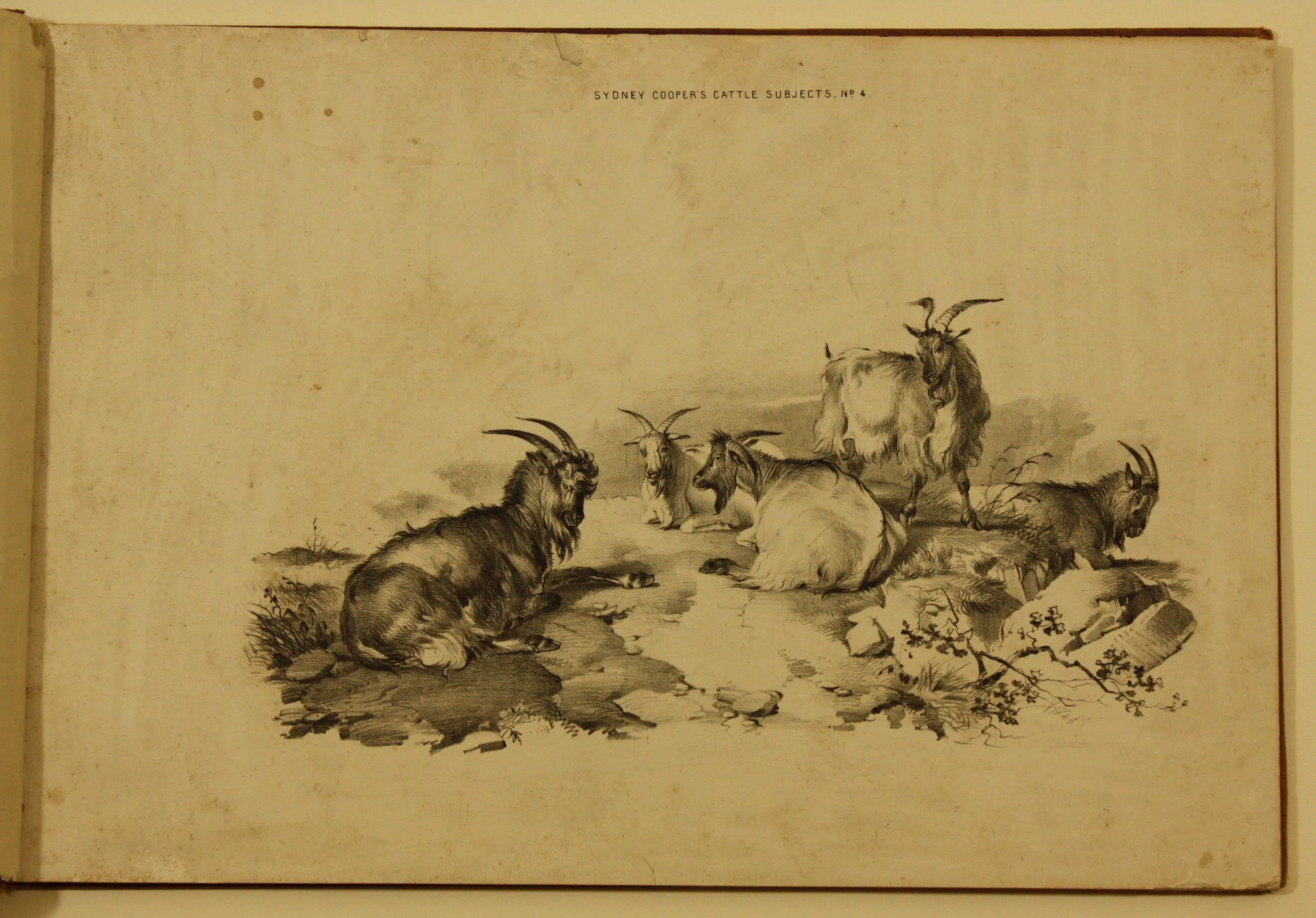 Thomas Sidney Cooper Animal Print - COOPER, Thomas Sidney  Groups of Cattle, Drawn from Nature Book 1839 London