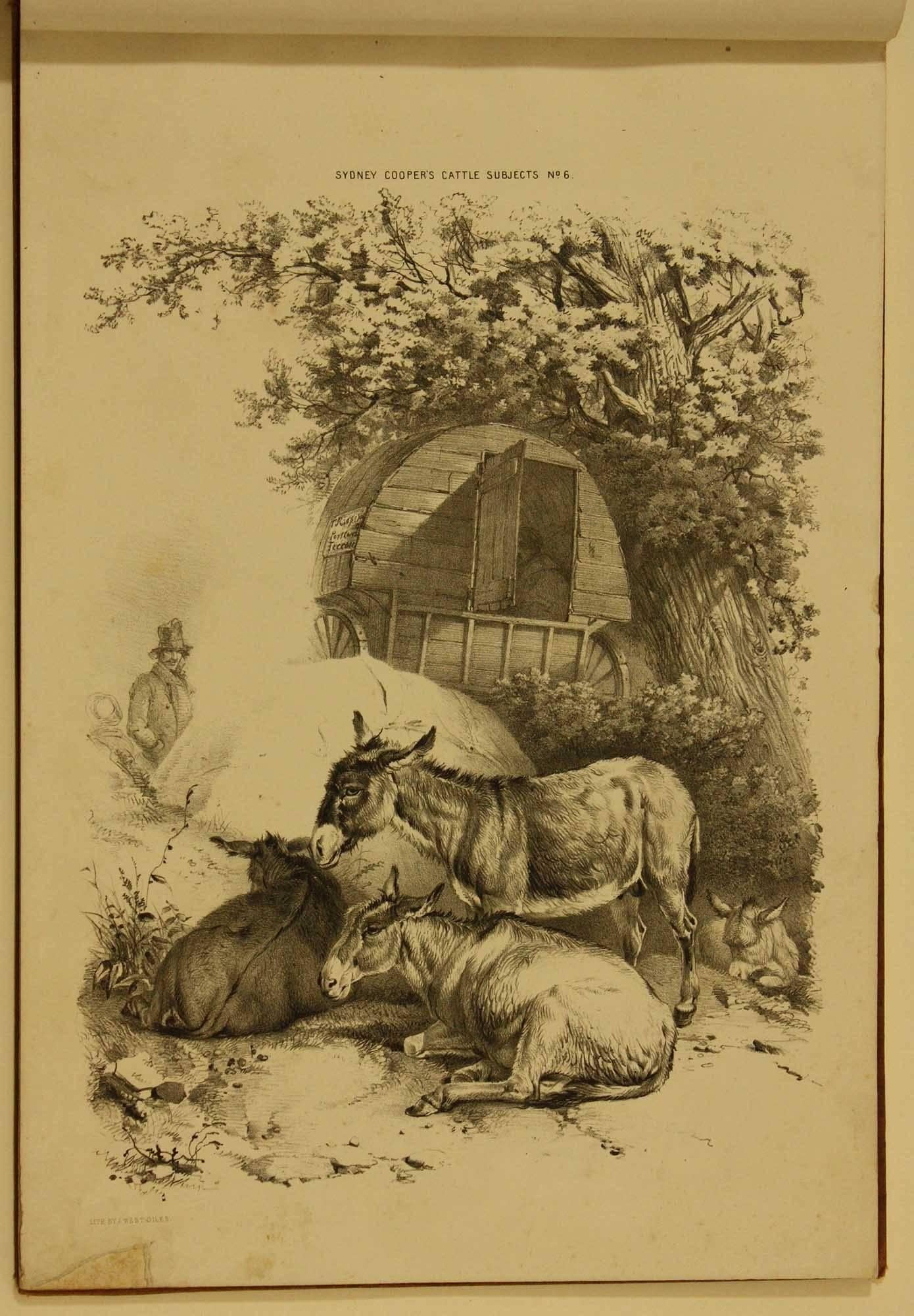 COOPER, Thomas Sidney  Groups of Cattle, Drawn from Nature Book 1839 London - Print by Thomas Sidney Cooper