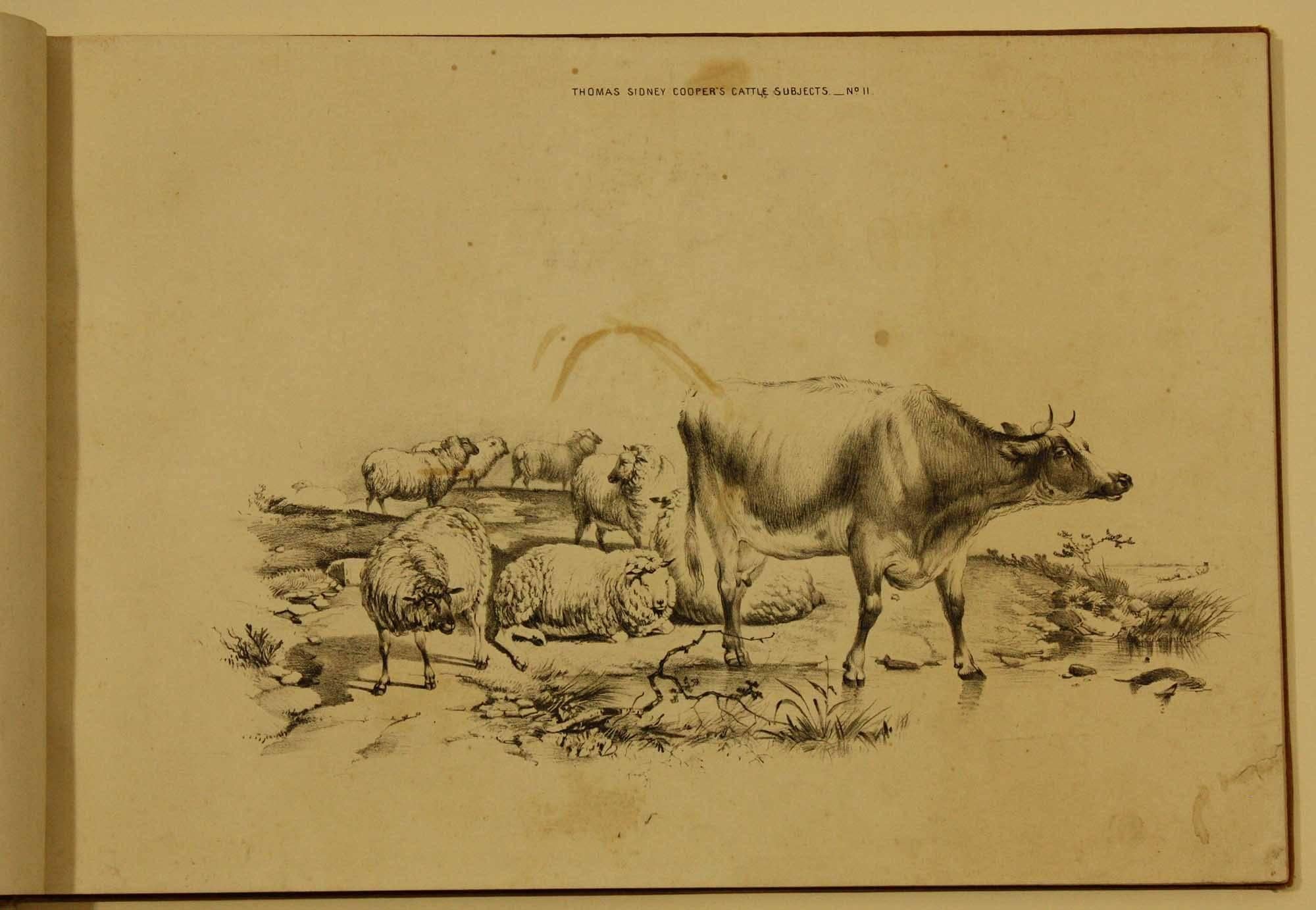 COOPER, Thomas Sidney  Groups of Cattle, Drawn from Nature Book 1839 London - Naturalistic Print by Thomas Sidney Cooper