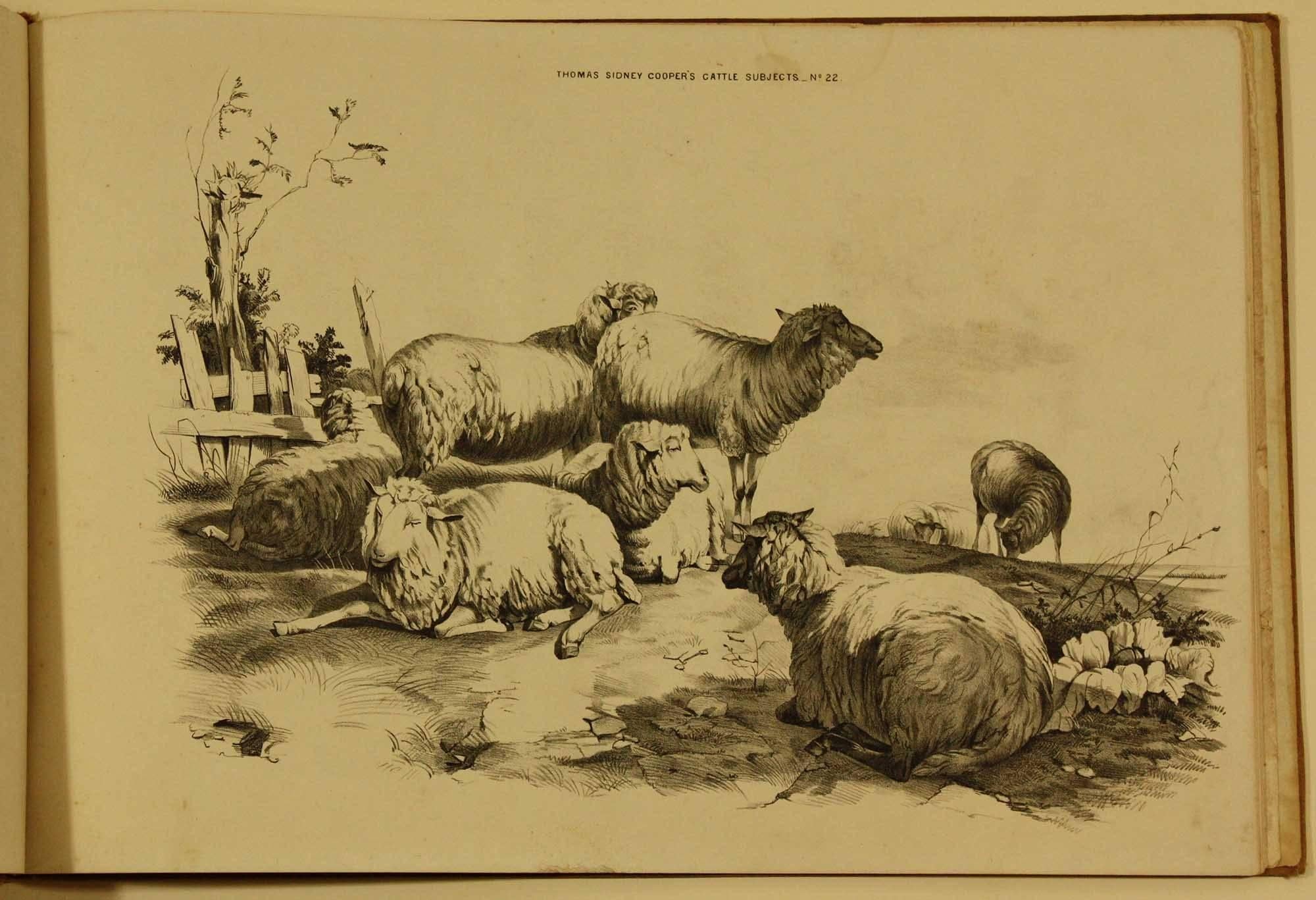 COOPER, Thomas Sidney  Groups of Cattle, Drawn from Nature Book 1839 London - Brown Animal Print by Thomas Sidney Cooper