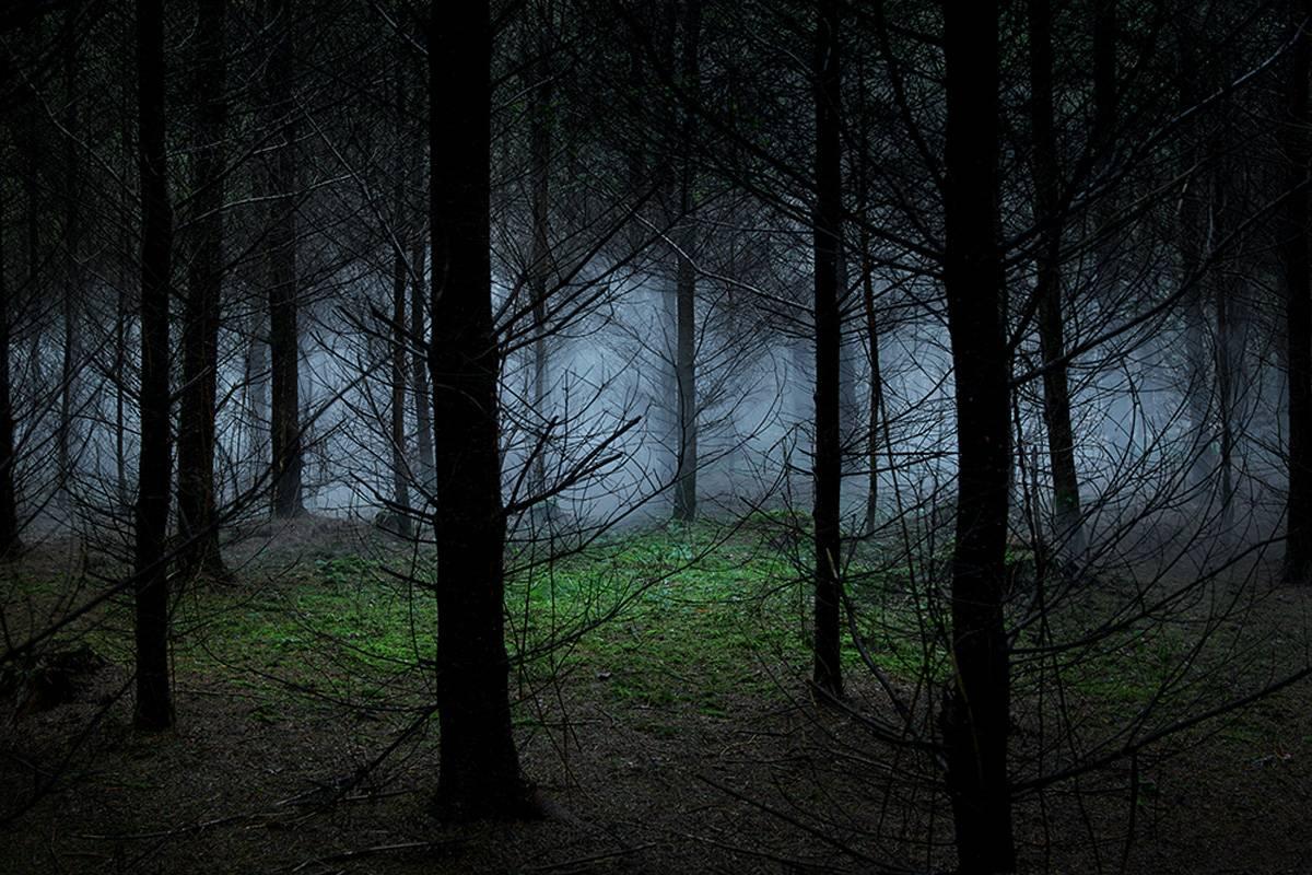 Between the Trees 8 - Ellie Davies, Forests, Dreams, Landscapes, Nature, Plants