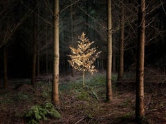 Smoke and Mirrors 5 - Ellie Davies, Fairytales, Childhood, Trees, Plants, Dreams