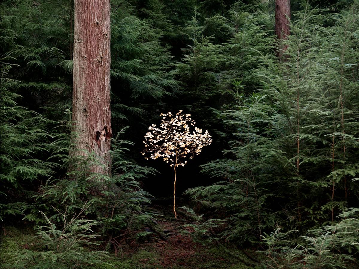 Smoke and Mirrors 6 - Ellie Davies, Unconscious, Fairytales, Childhood, Forest