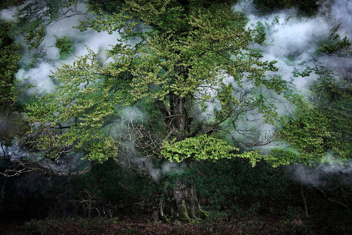 Between the Trees 14 - Ellie Davies, Photography, Nature, Landscape