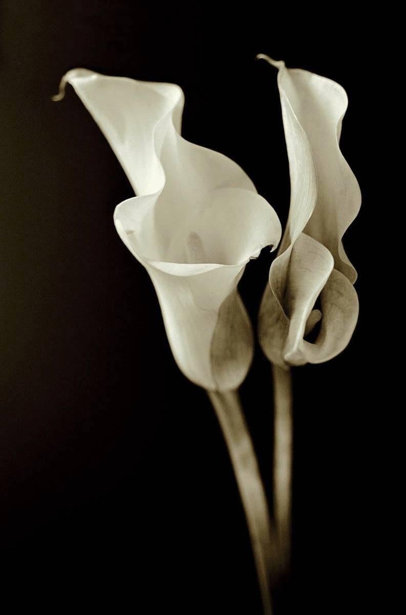 Jo Crowther Still-Life Photograph - Lillies (Photograph, Print, Flowers, Nature, Floral, Cream, Black)