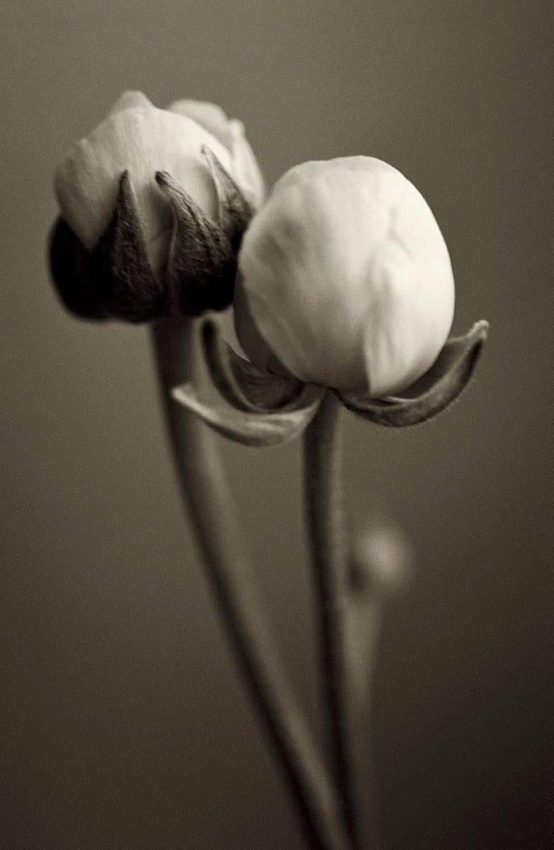 Jo Crowther Still-Life Photograph - Ranunculi (Photograph, Print, Flowers, Nature, Floral, Cream, Black)