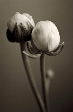 Ranunculi (Photograph, Print, Flowers, Nature, Floral, Cream, Black)