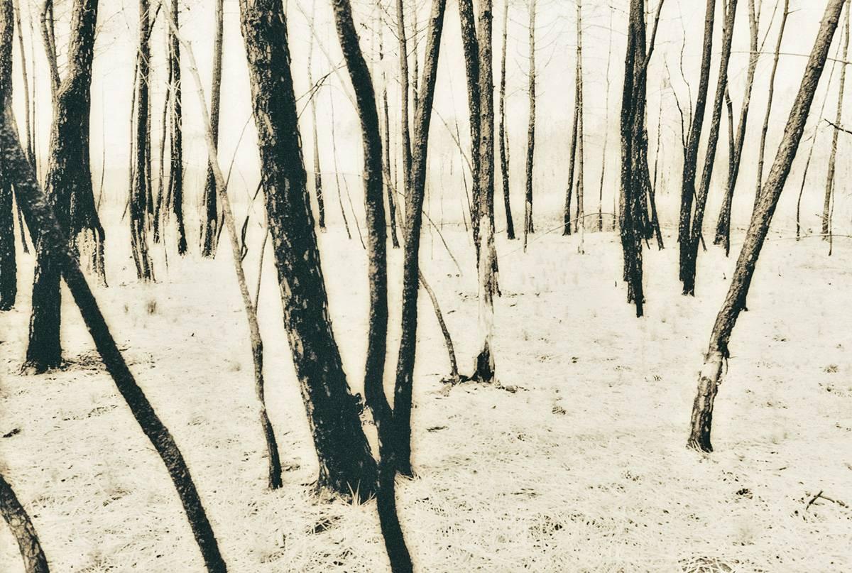 Jo Crowther Landscape Photograph - French Trees (Photograph, Print, Trees, Nature, Forest, Grass, Archival)