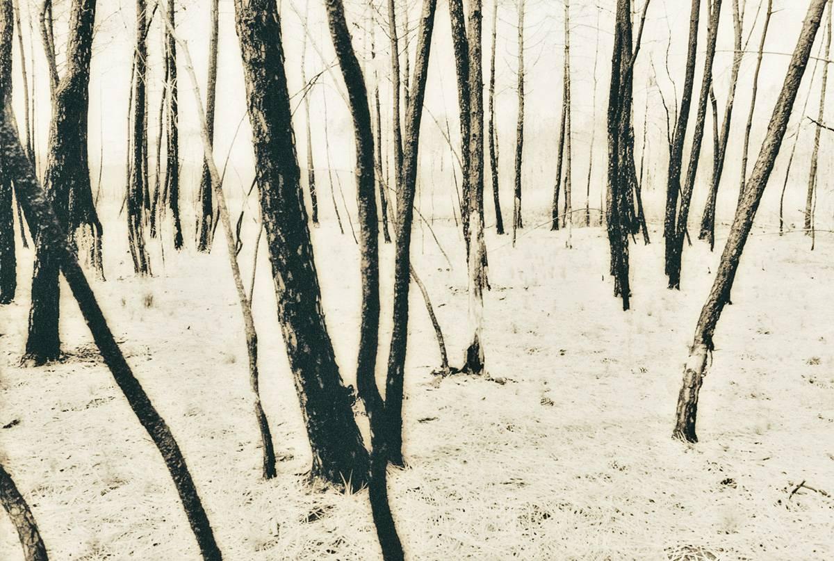 Landscape Photograph de Jo Crowther - Árboles franceses (Fotografía, Impresión, Árboles, Naturaleza, Bosque, Hierba, Archivo)