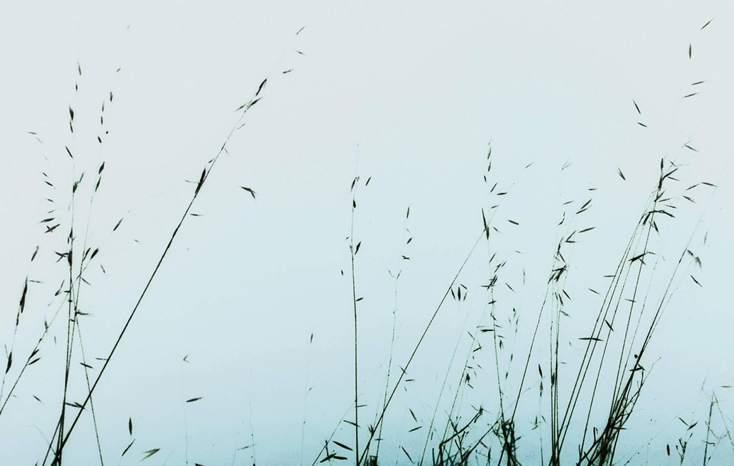 Jo Crowther Abstract Photograph - Brittany II (Photograph, Print, Nature, Wildlife, Outdoors, Blue, Grass)