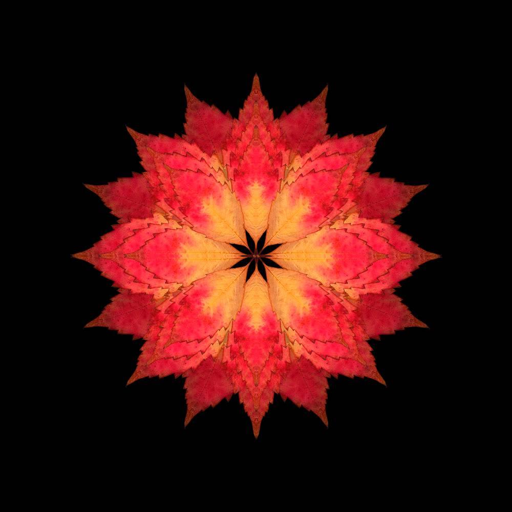 Abstract Photograph de Judith Lyons - El Caído 10 (Fotografía, Impresión, Hojas de otoño, Negro, Naranja, Rojo)