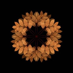Los Caídos 3 (Fotografía, Impresión, Hojas de otoño, Negro, Naranja, Rojo)