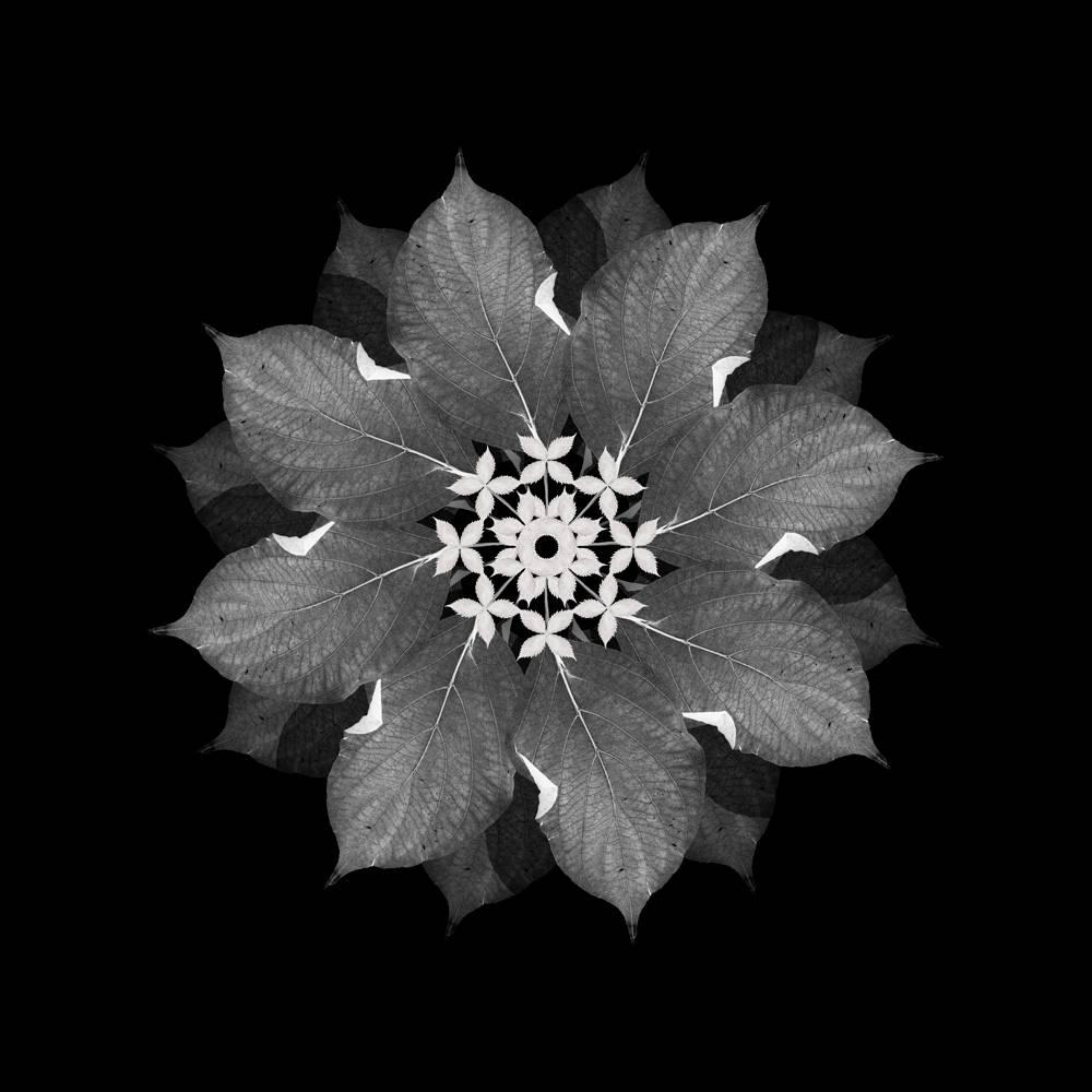 Abstract Photograph de Judith Lyons - Meditación sobre un jardín de primavera 3 (Fotografía, Geométrica, Simetría, Gris)
