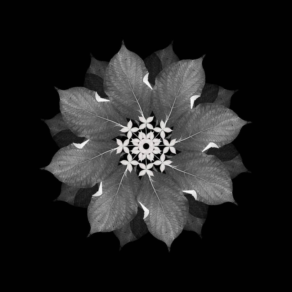 Judith Lyons Abstract Photograph - Meditation on a Spring Garden 3 (Photograph, Geometric, Symmetry, Gray)