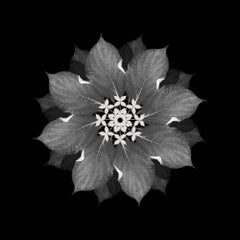 Meditation on a Spring Garden 3 (Photograph, Geometric, Symmetry, Gray)