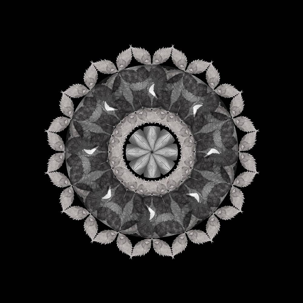 Abstract Photograph de Judith Lyons - Meditación en un jardín de primavera 4 (Fotografía, Impresión, Geométrico, Simetría, Gris)