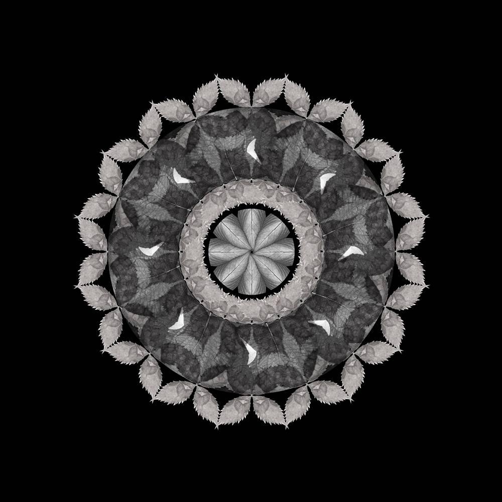 Meditation on a Spring Garden 4 (Photograph, Print, Geometric, Symmetry, Gray)