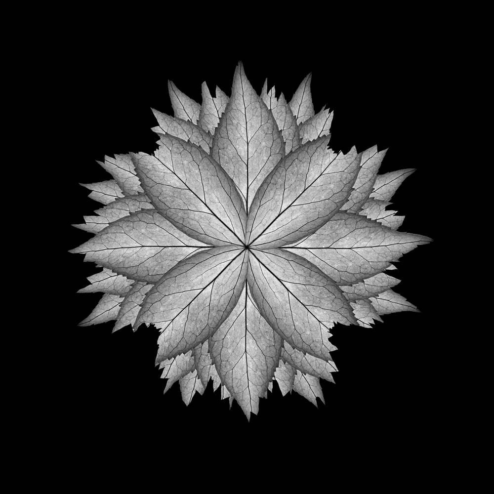 Méditation sur un jardin de printemps 5 (photographie, géométrique, symétrique, gris)