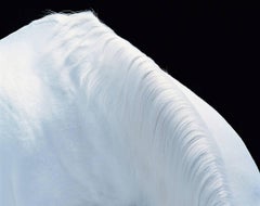 Tim Flach Horse Mountain, Art britannique contemporain, photographie d'animaux