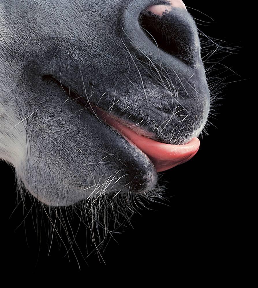 tim flach prints for sale