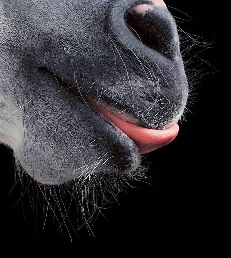 Tim Flach - Horse Tongue - Tim Flach, Horse Photography, Animals,  Contemporary British Art For Sale at 1stDibs