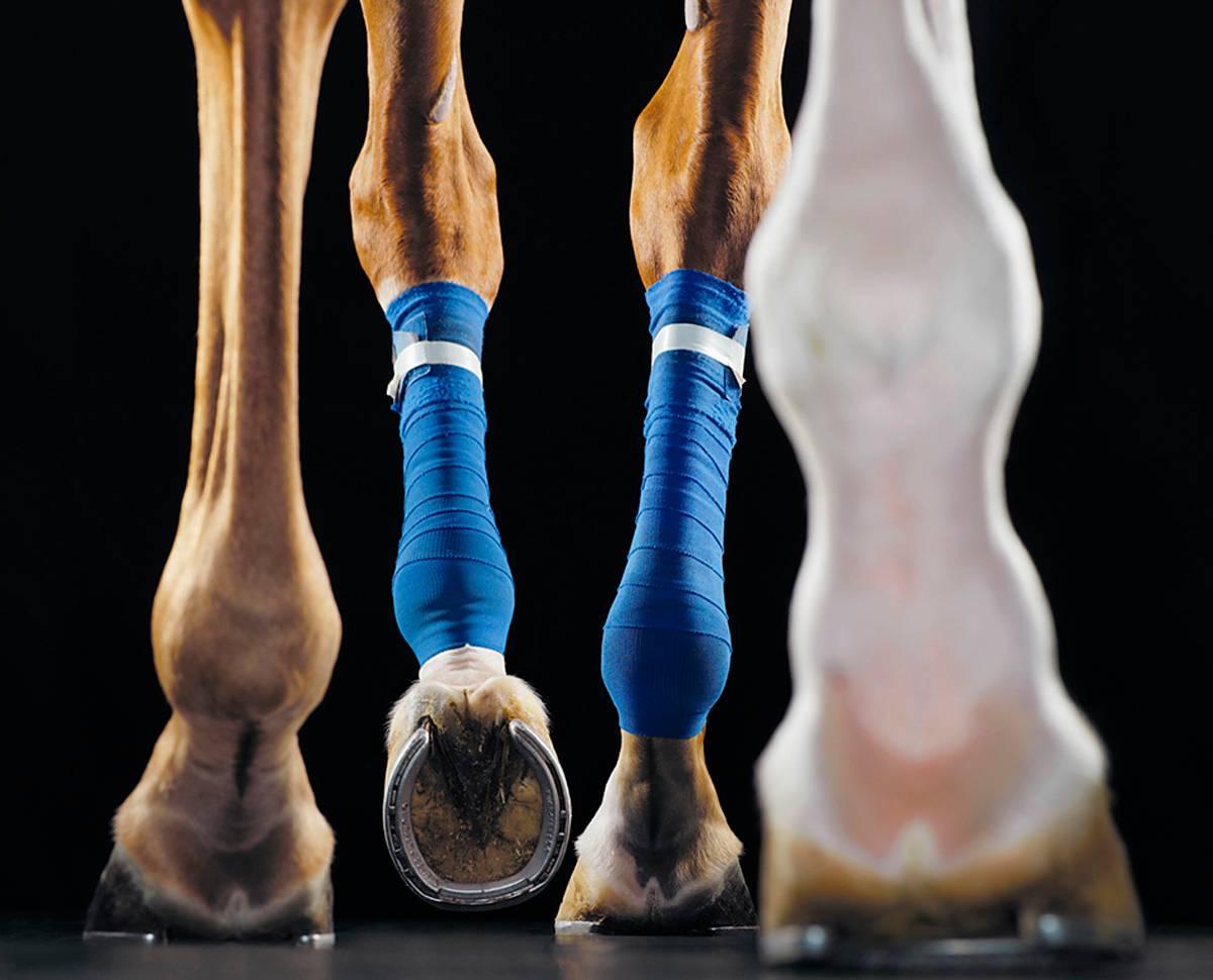 Treadmill - Tim Flach, Contemporary British Art, Animals, Horse, Photography