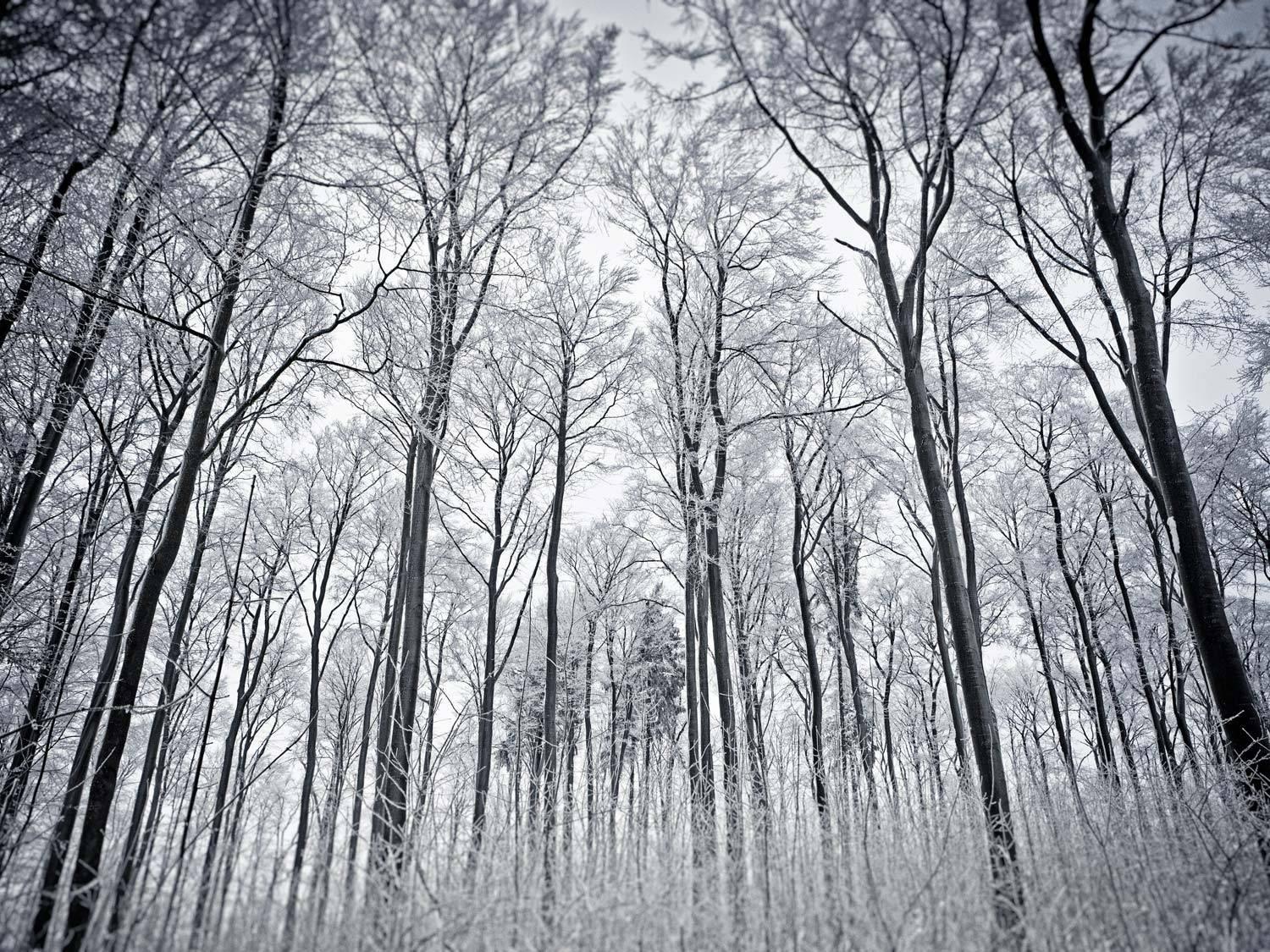 Berg Park I - Morgan Silk, Contemporary Nature Photography, Landscape, Trees